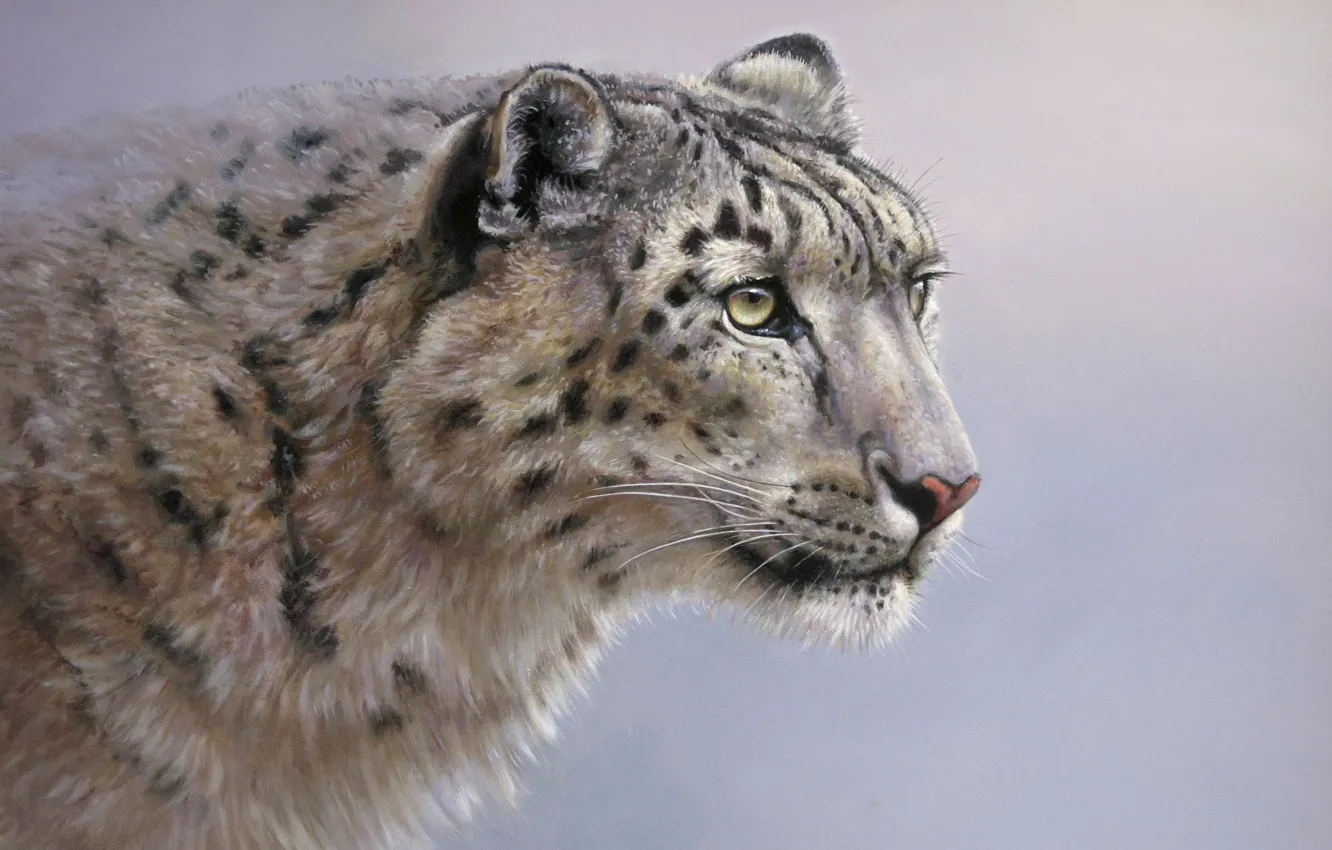 Photo wallpaper cat, look, background, predator, picture, art, IRBIS, snow leopard