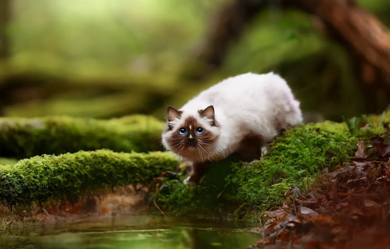 Photo wallpaper greens, cat, cat, look, water, nature, pose, foliage