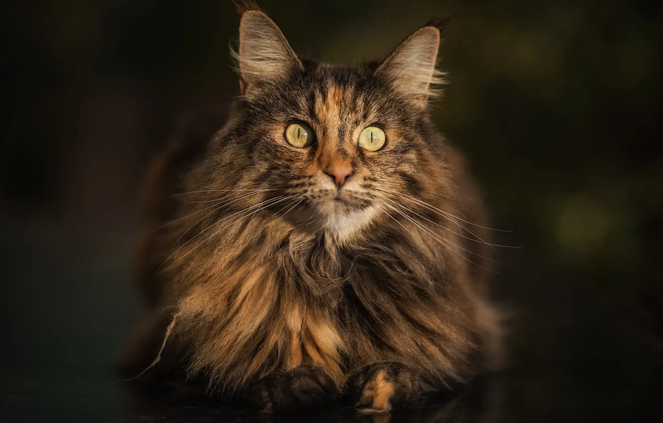 Photo wallpaper spotted, fluffy, portrait, look, cat, pose, lies, light