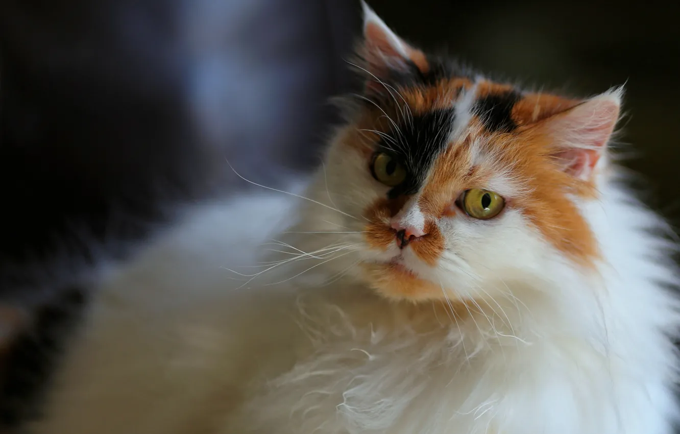 Photo wallpaper cat, eyes, look, background, portrait, blur, muzzle, fluffy