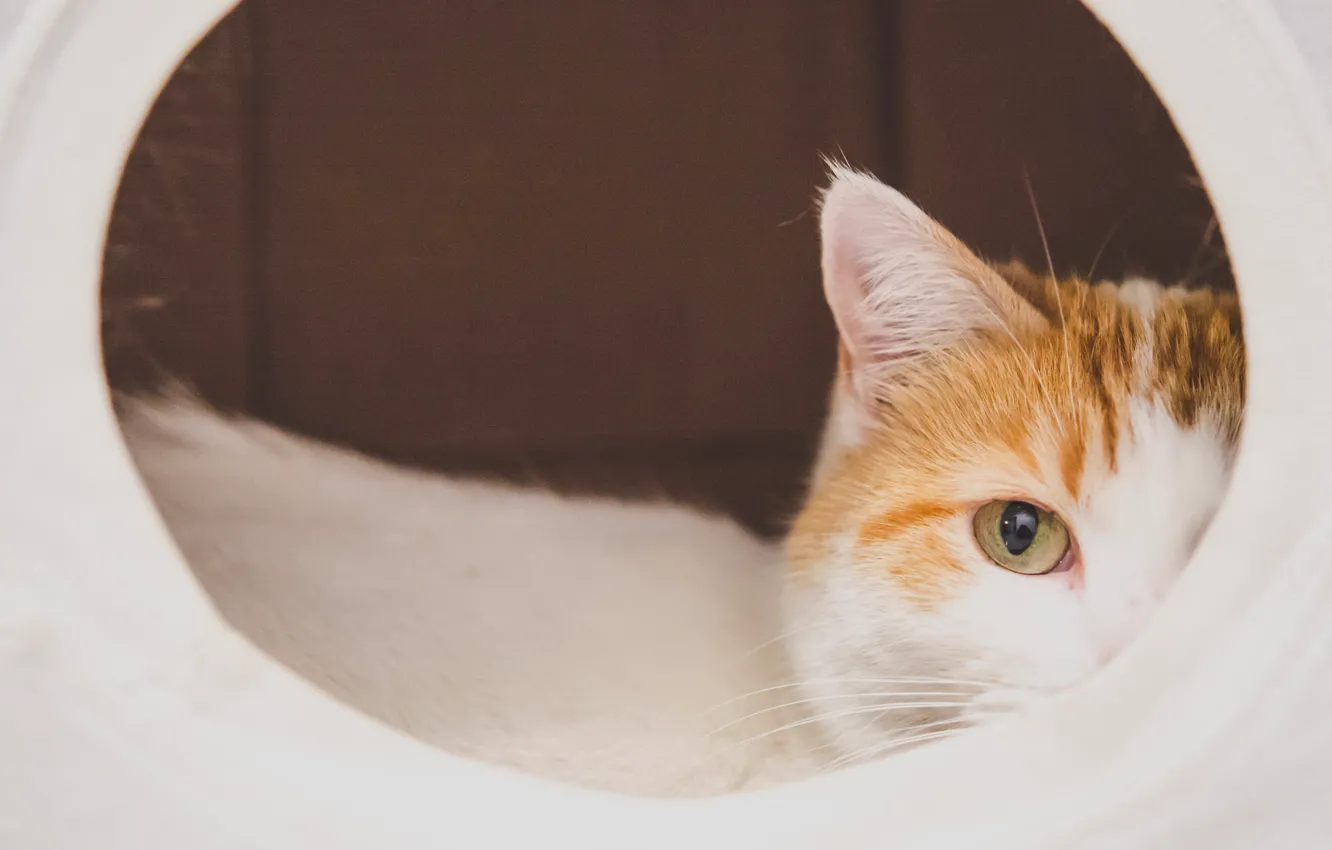 Photo wallpaper cat, eyes, looks