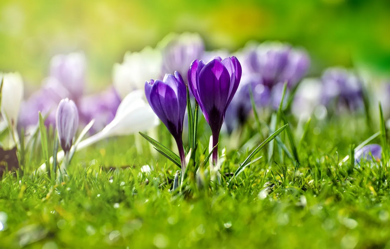 Photo wallpaper crocuses, flowering, spring, weed, flowers