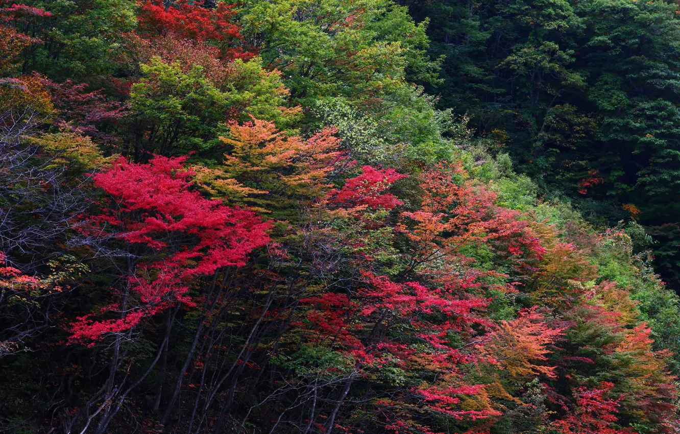 Photo wallpaper autumn, forest, leaves, trees, the crimson