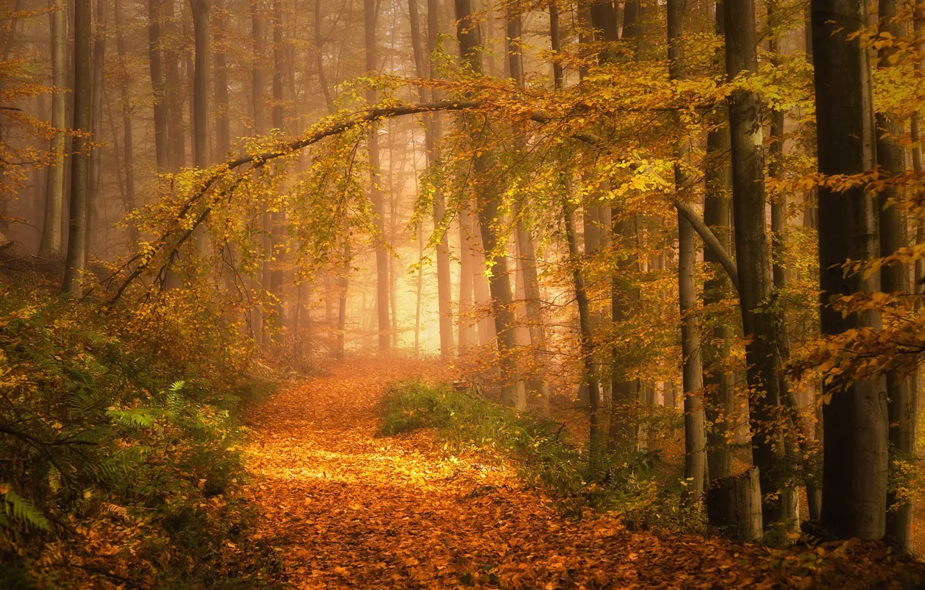 Photo wallpaper autumn, trees, fog, photo, foliage, path