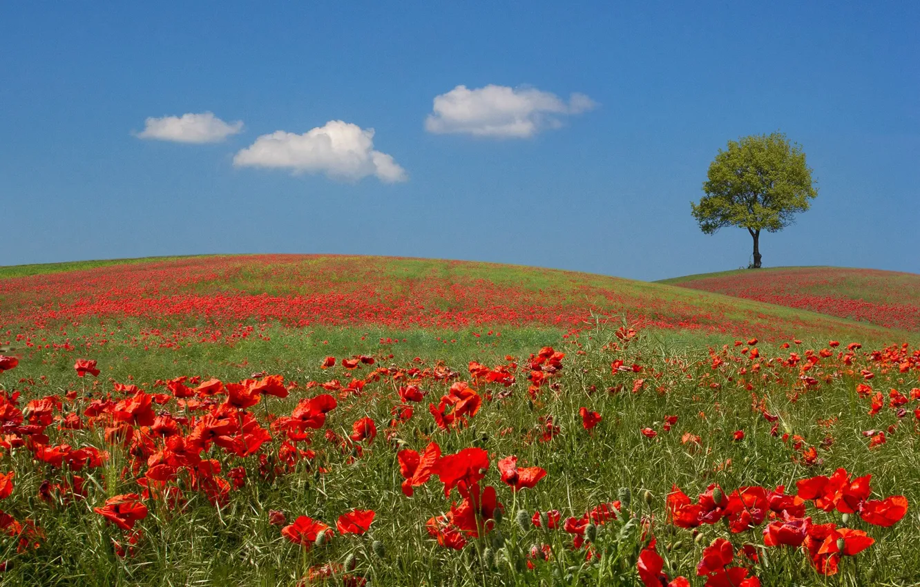 Photo wallpaper field, the sky, flowers, tree, hills, Maki, meadow