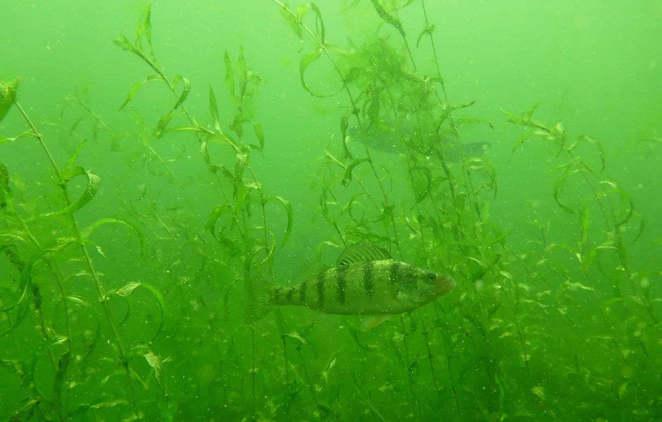 Photo wallpaper algae, fish, perch