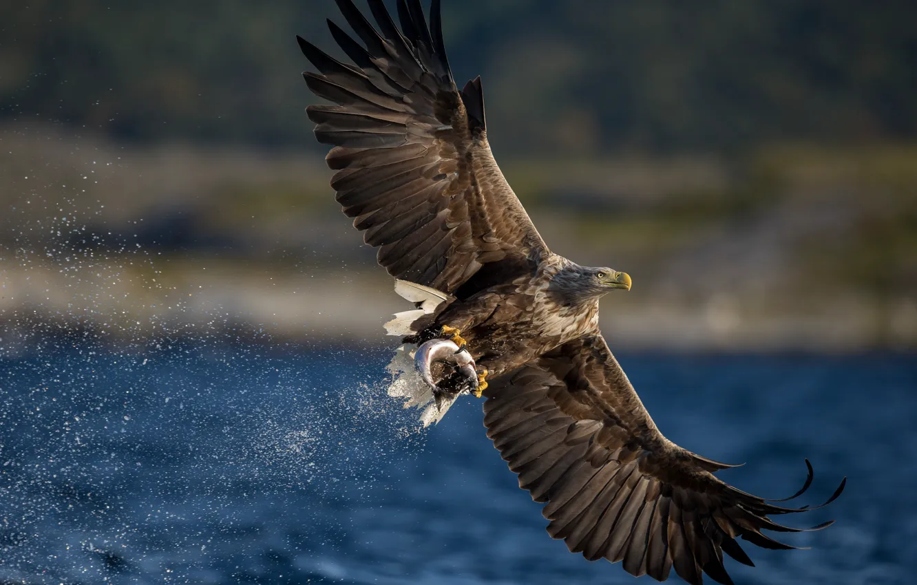 Photo wallpaper bird, wings, predator, hawk, mining, catch, White-tailed eagle