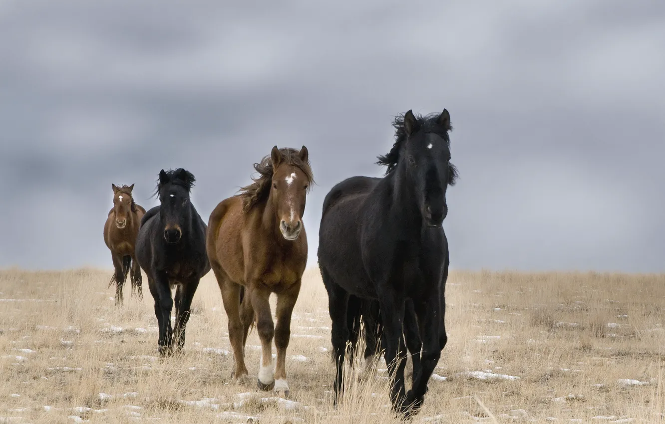 Photo wallpaper field, horses, wild