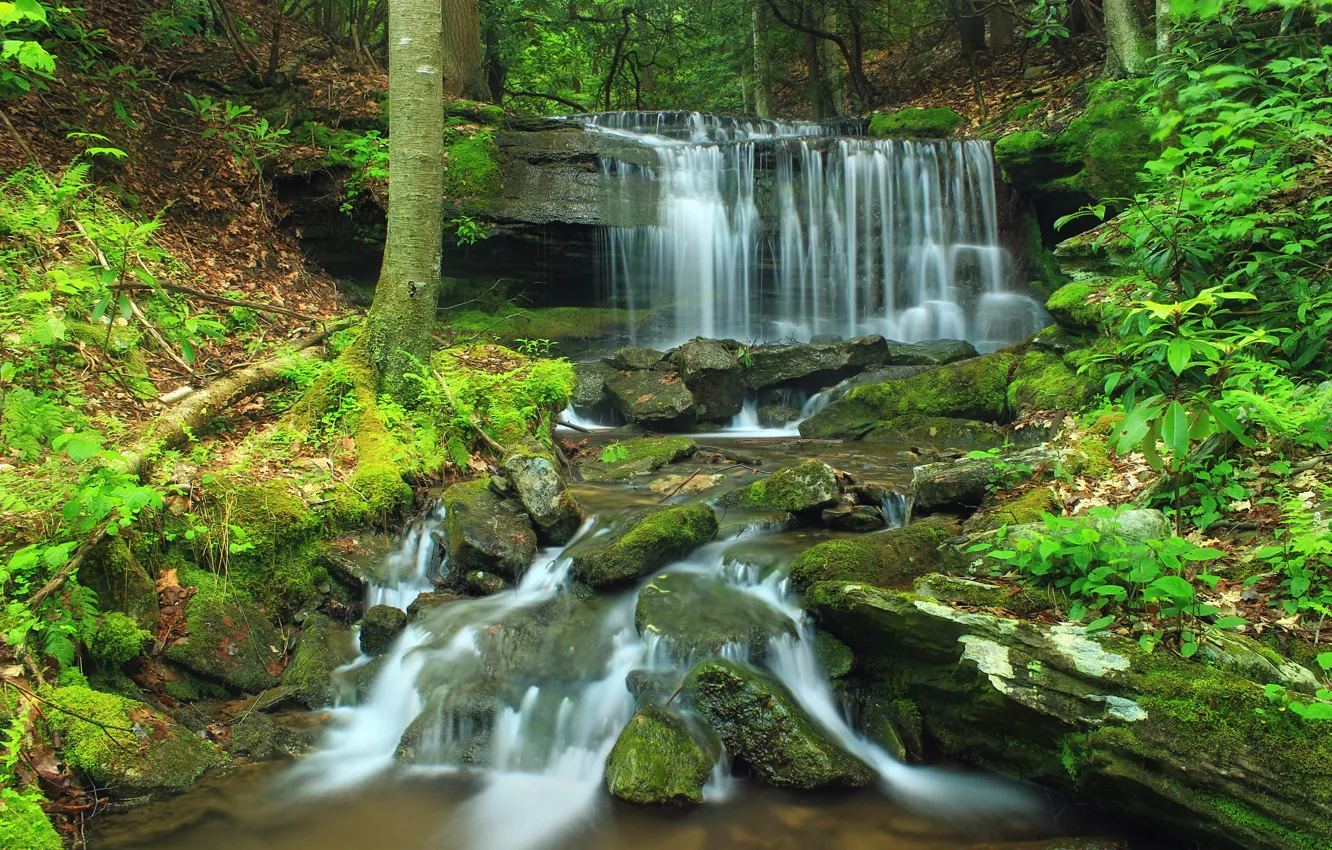 Photo wallpaper forest, water, trees, nature, river, stream, stones, waterfall