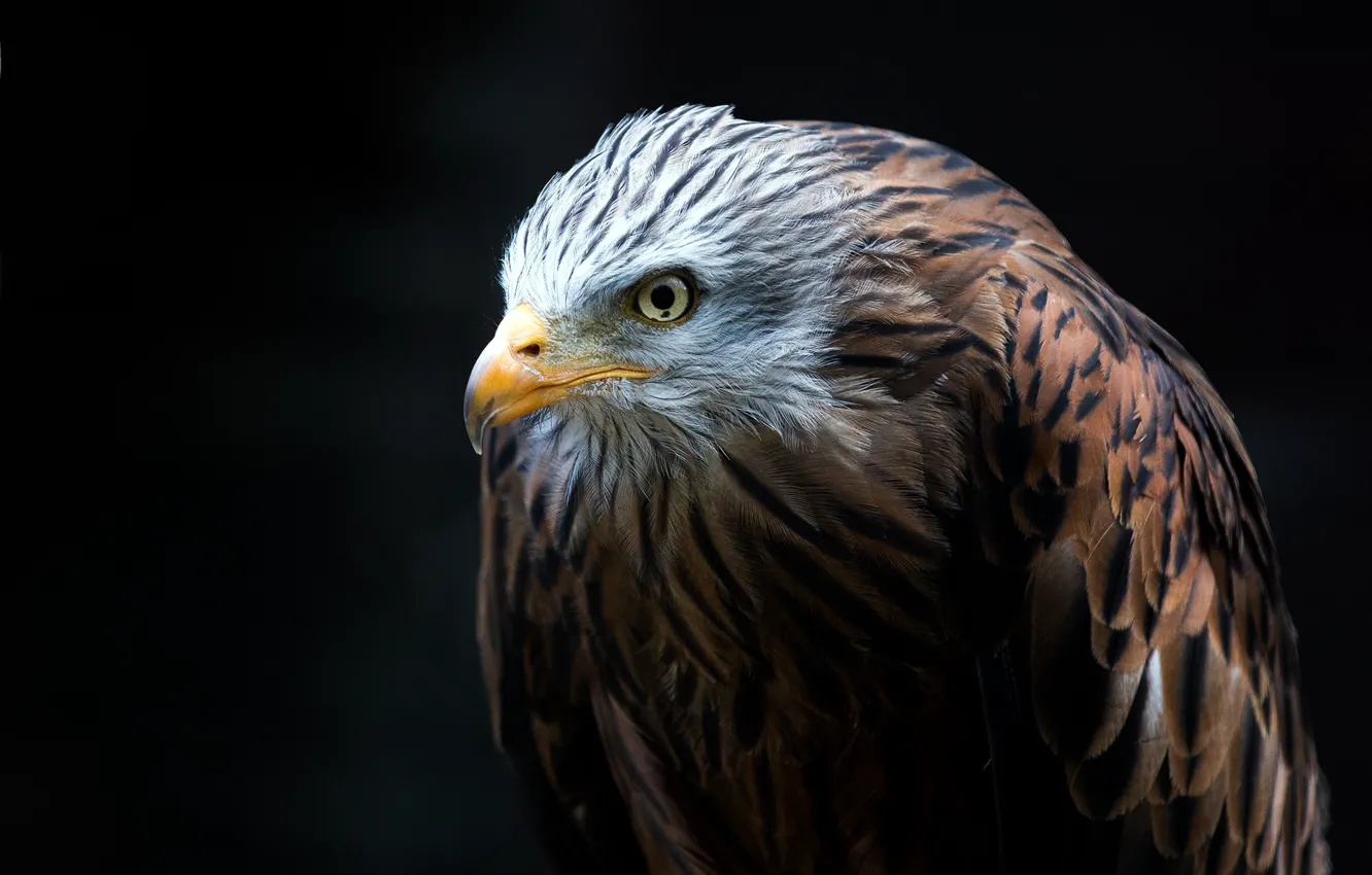 Photo wallpaper bird, predator, beak, tail, bald eagle, hawk