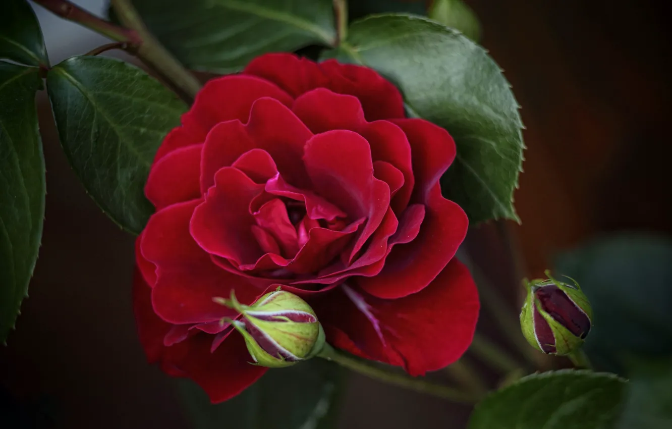 Photo wallpaper leaves, roses, petals, buds, Burgundy