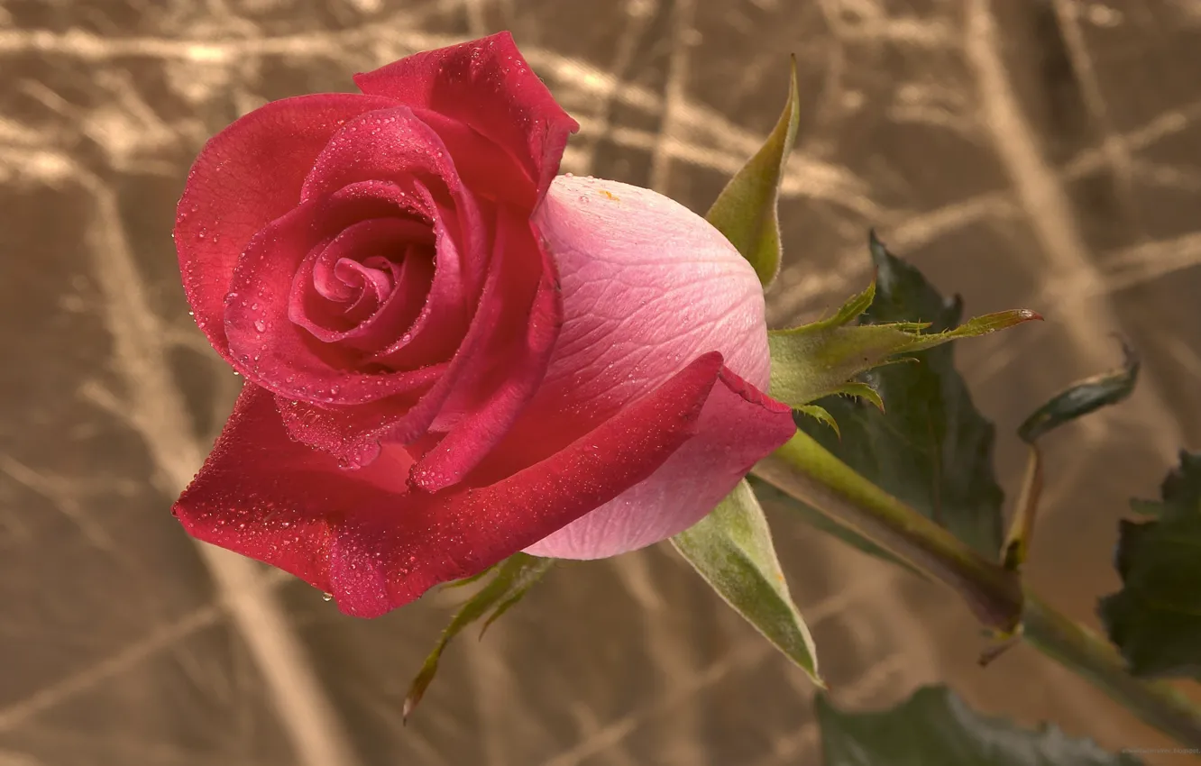 Photo wallpaper Rosa, Wallpaper, roses, stem, buds