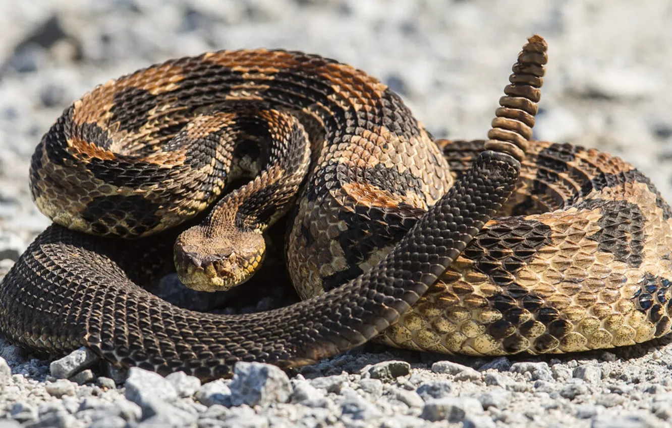 Photo wallpaper animal, reptile, SNAKE