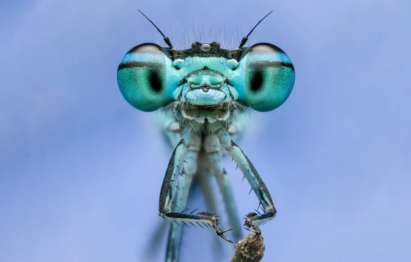 Photo wallpaper eyes, macro, dragonfly, blue background, wipe
