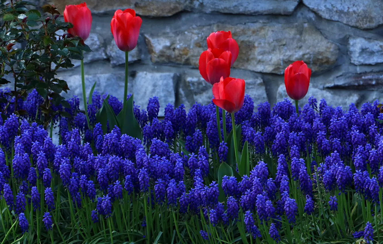 Photo wallpaper flowers, blue, red, spring, garden, tulips, flowerbed, Muscari