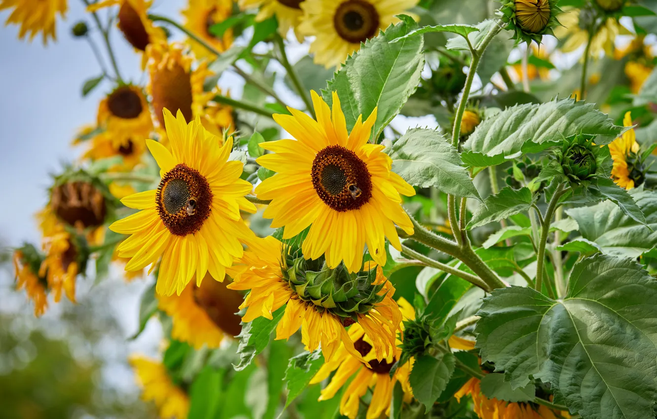 Photo wallpaper sunflowers, flowers, bees