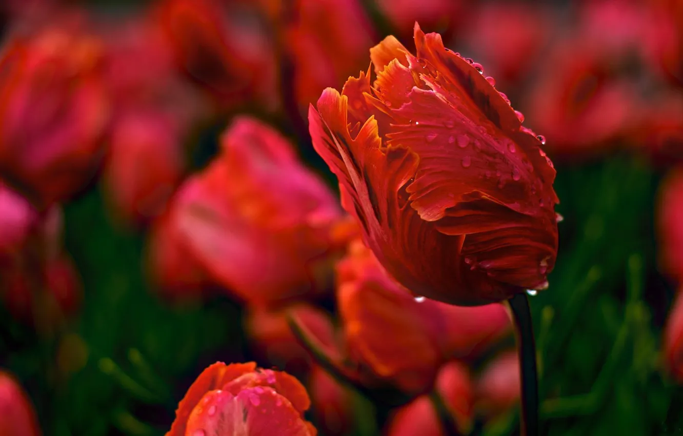 Photo wallpaper water, drops, flowers, red, nature, Rosa, spring, petals