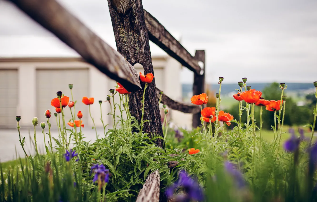 Photo wallpaper summer, flowers, the fence
