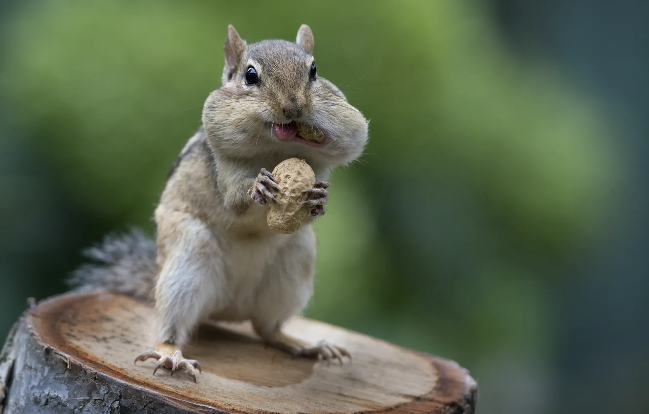 Photo wallpaper nature, animal, stump, Chipmunk, nuts, rodent