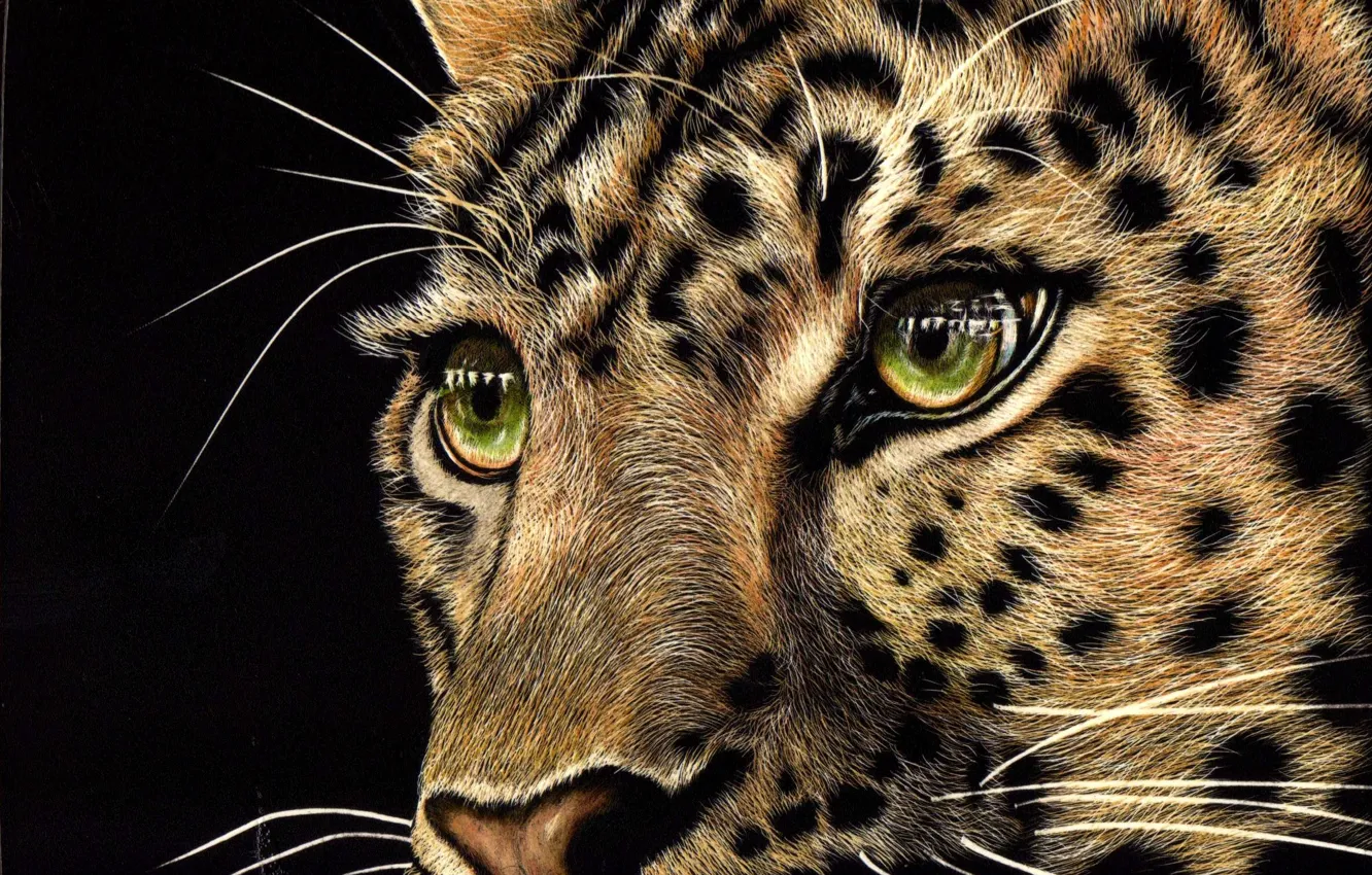 Photo wallpaper look, face, animal, predator, leopard, black background, green eyes