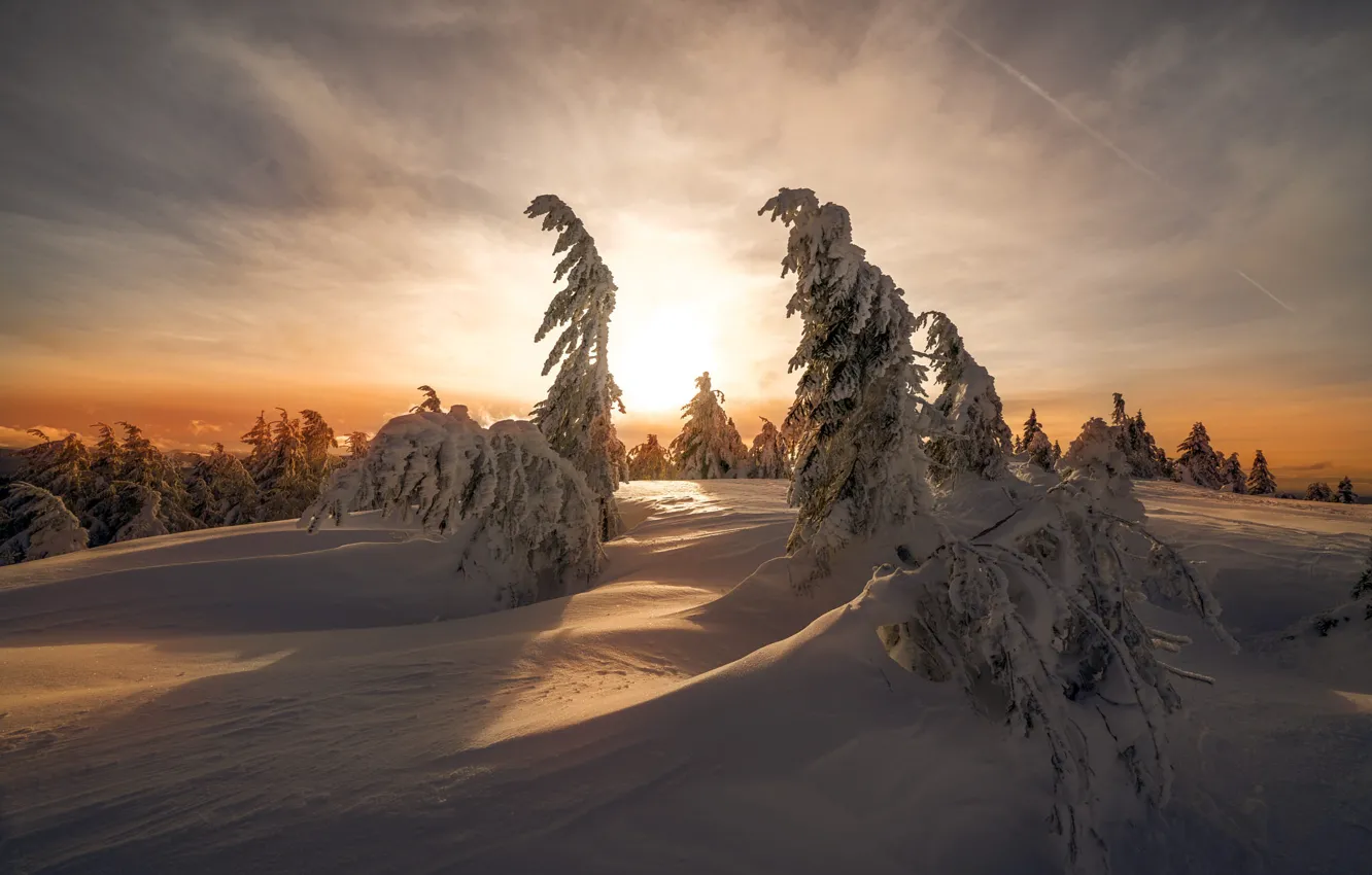 Photo wallpaper winter, forest, the sky, the sun, clouds, light, snow, sunset