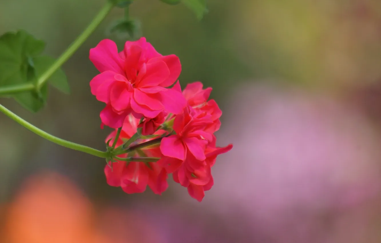Photo wallpaper macro, flowers, sprig, pink, geranium