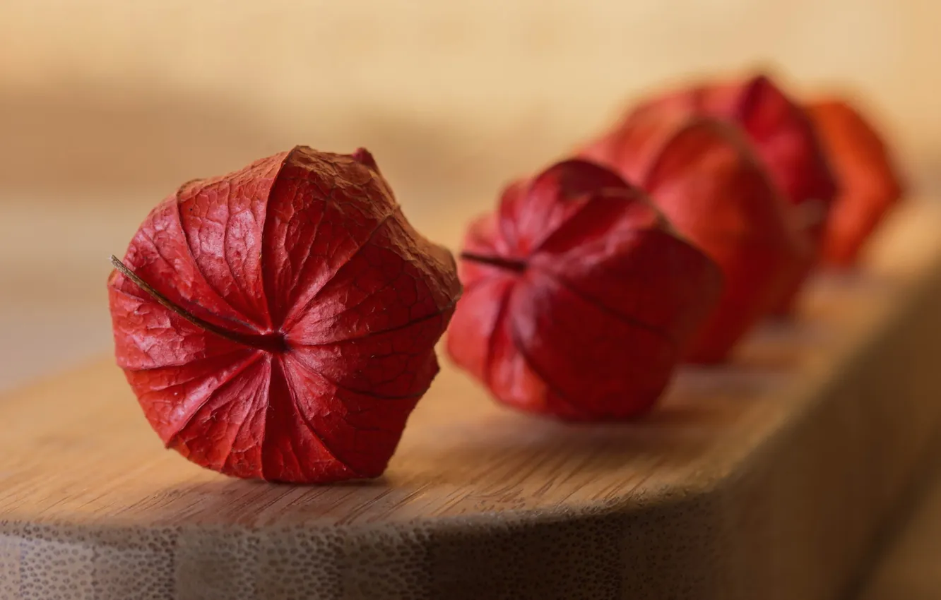 Photo wallpaper macro, flowers, background