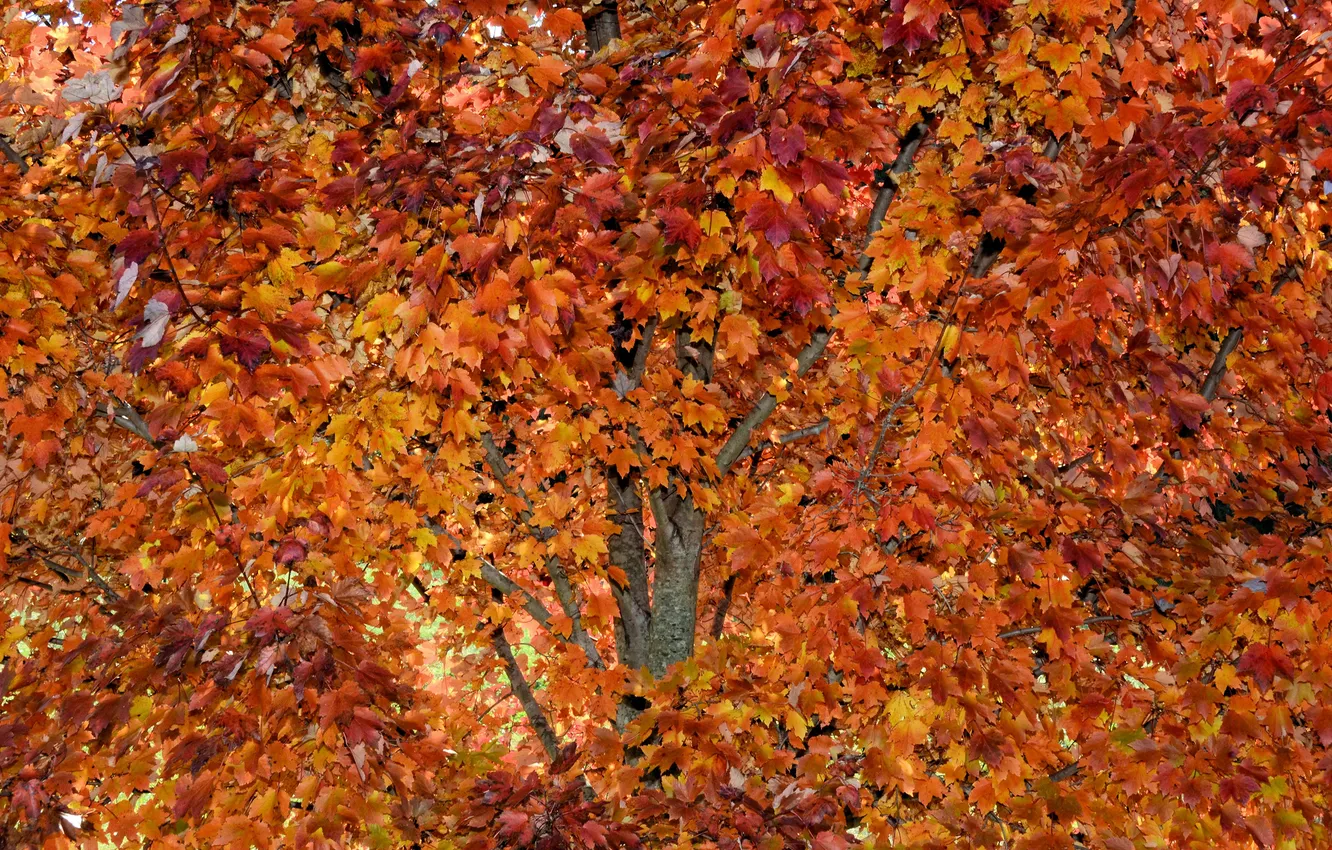 Photo wallpaper autumn, leaves, trees