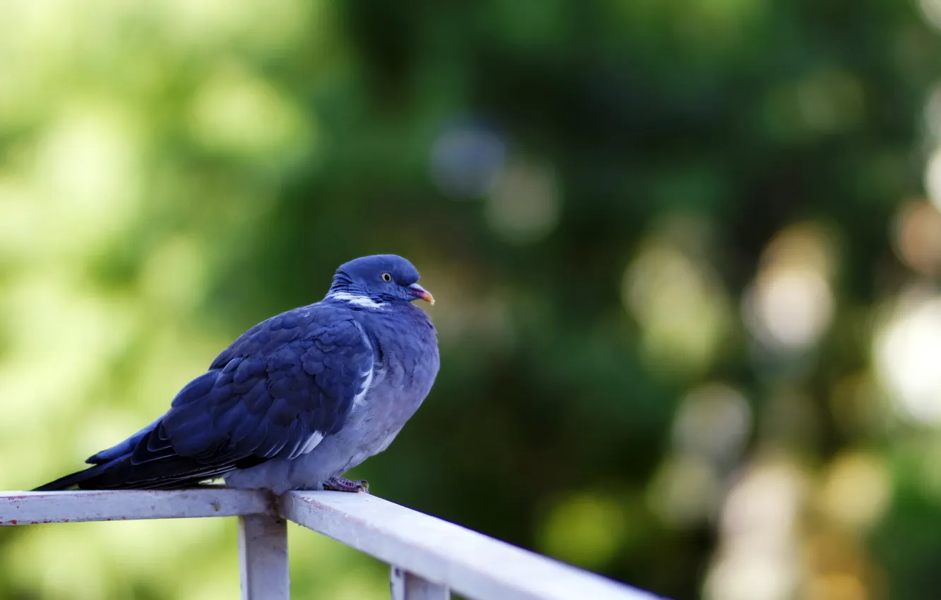 Photo wallpaper nature, background, bird, pigeons