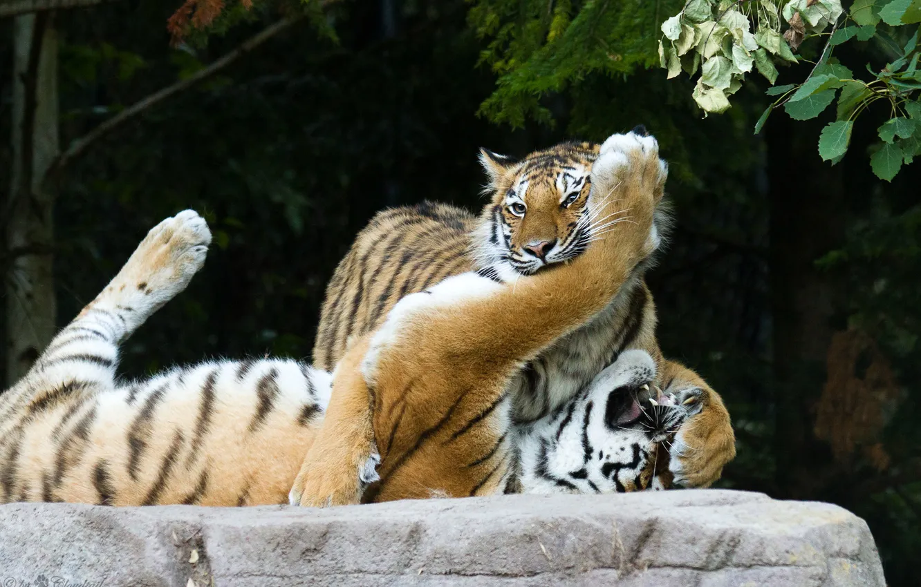 Photo wallpaper cat, tiger, stones, the game, pair, Amur