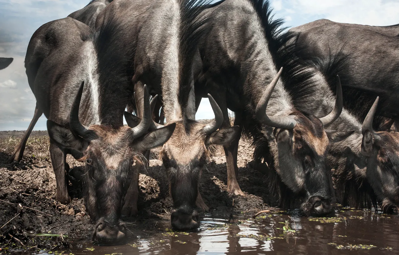 Photo wallpaper Zambia, Blue wildebeest, Liuwa Plain National Park, Connochaetes taurinus