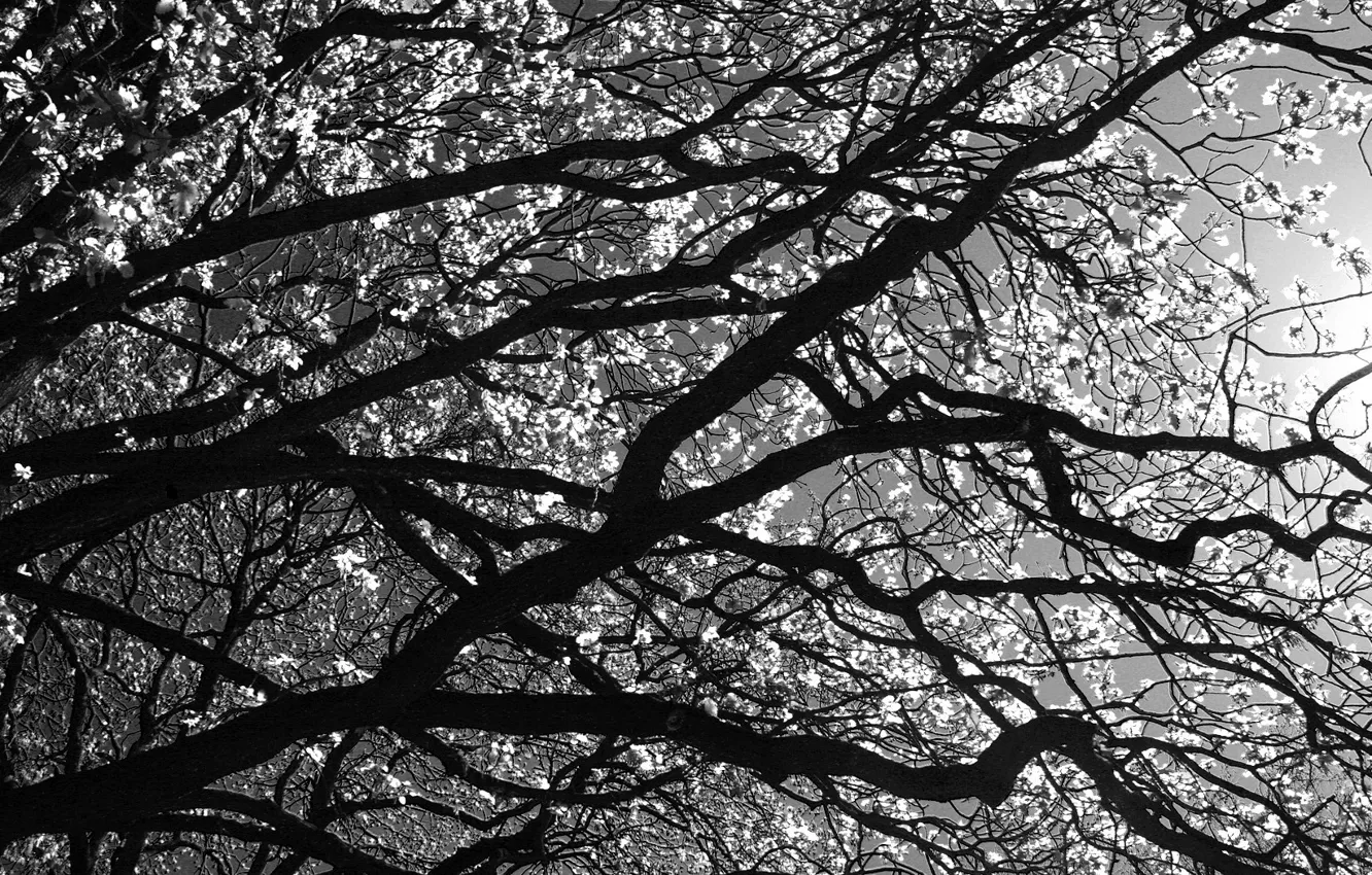 Photo wallpaper branches, tree, Black and white