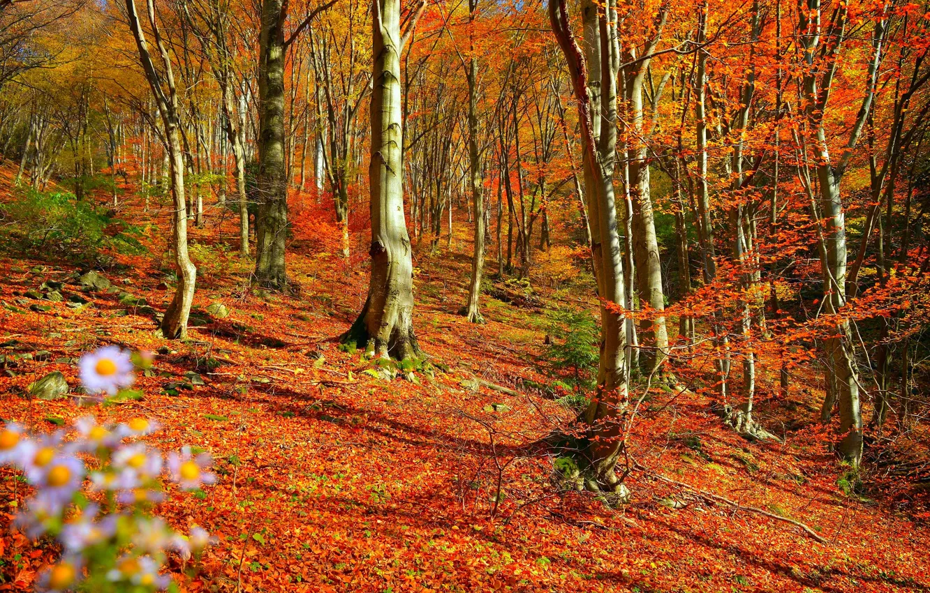 Photo wallpaper Autumn, Trees, Forest, Fall, Foliage, Autumn, Colors, Forest