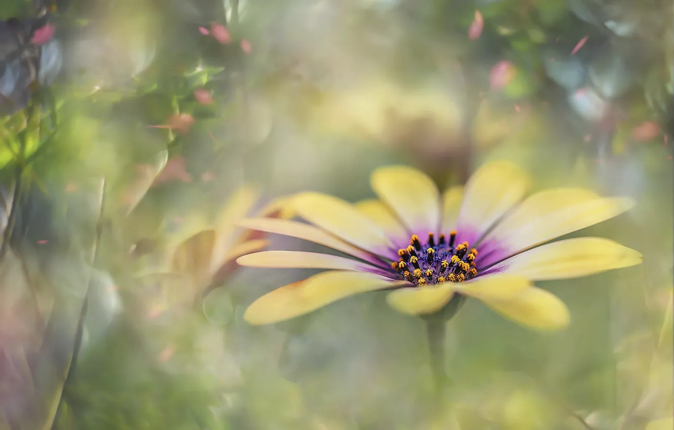 Photo wallpaper flowers, yellow, blur, Osteospermum, art processing