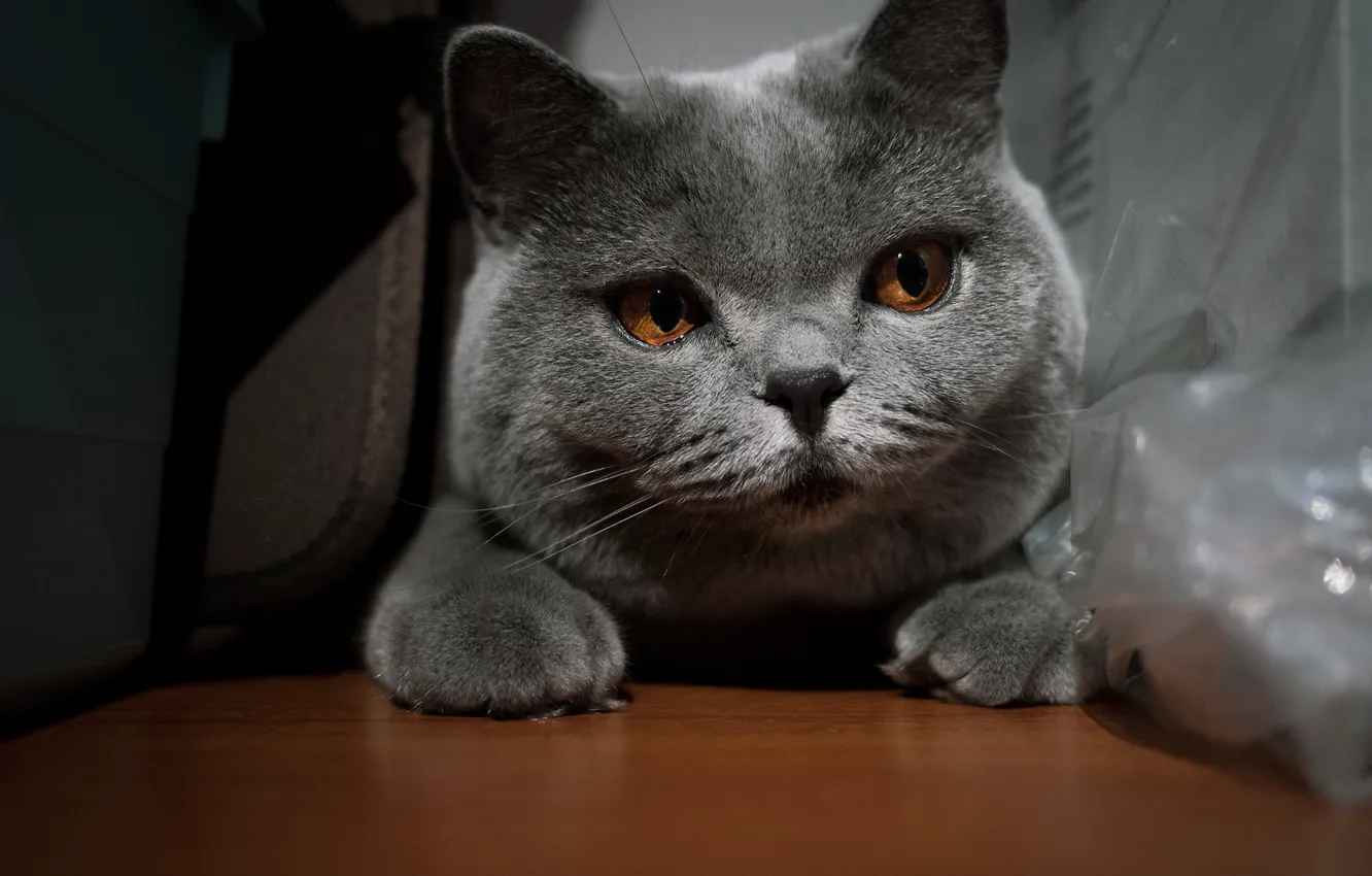 Photo wallpaper cat, cat, look, pose, face