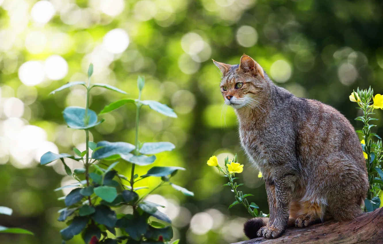 Photo wallpaper cat, summer, cat, look, face, leaves, light, flowers