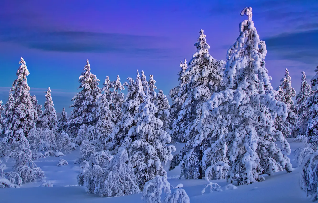 Photo wallpaper winter, forest, snow, ate, Finland, Finland, Lapland, Lapland