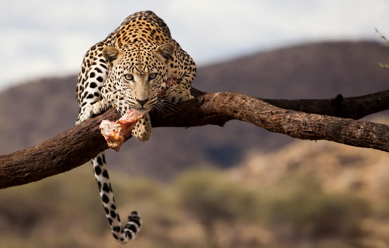 Photo wallpaper leopard, Namibia, wildlife
