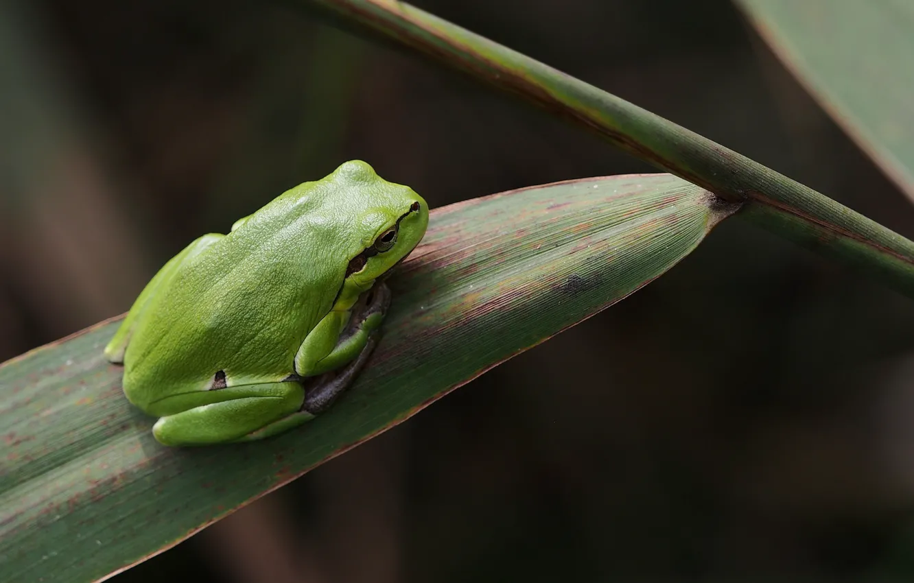 Photo wallpaper leaves, green, frog