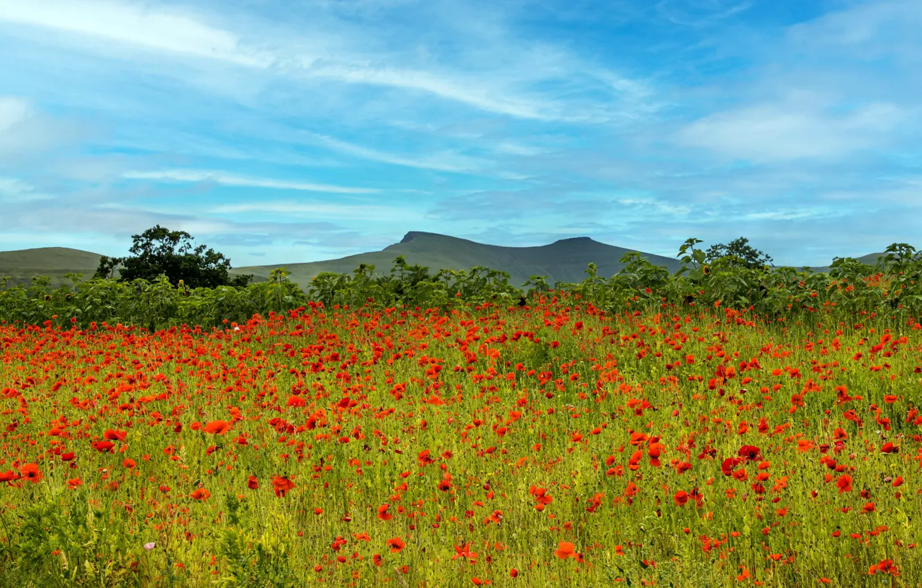 Photo wallpaper mountains, Maki, poppy field