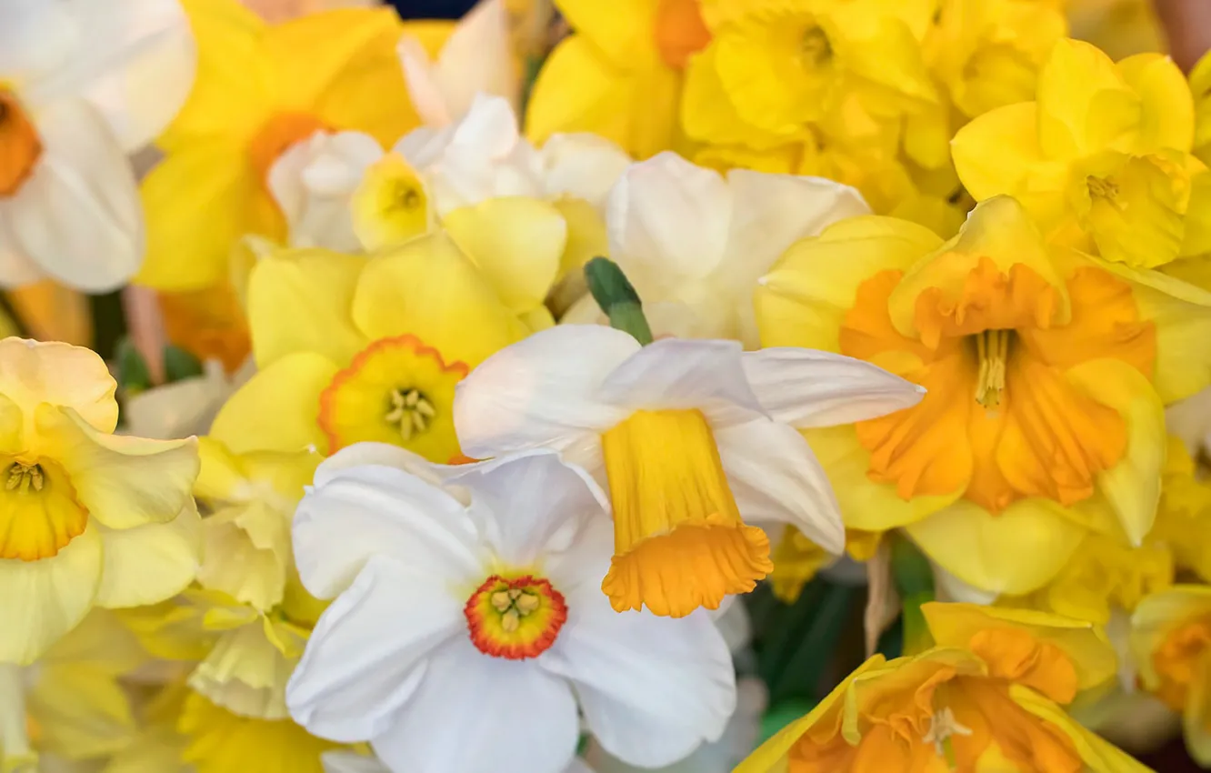 Photo wallpaper macro, petals, white, yellow, Daffodils