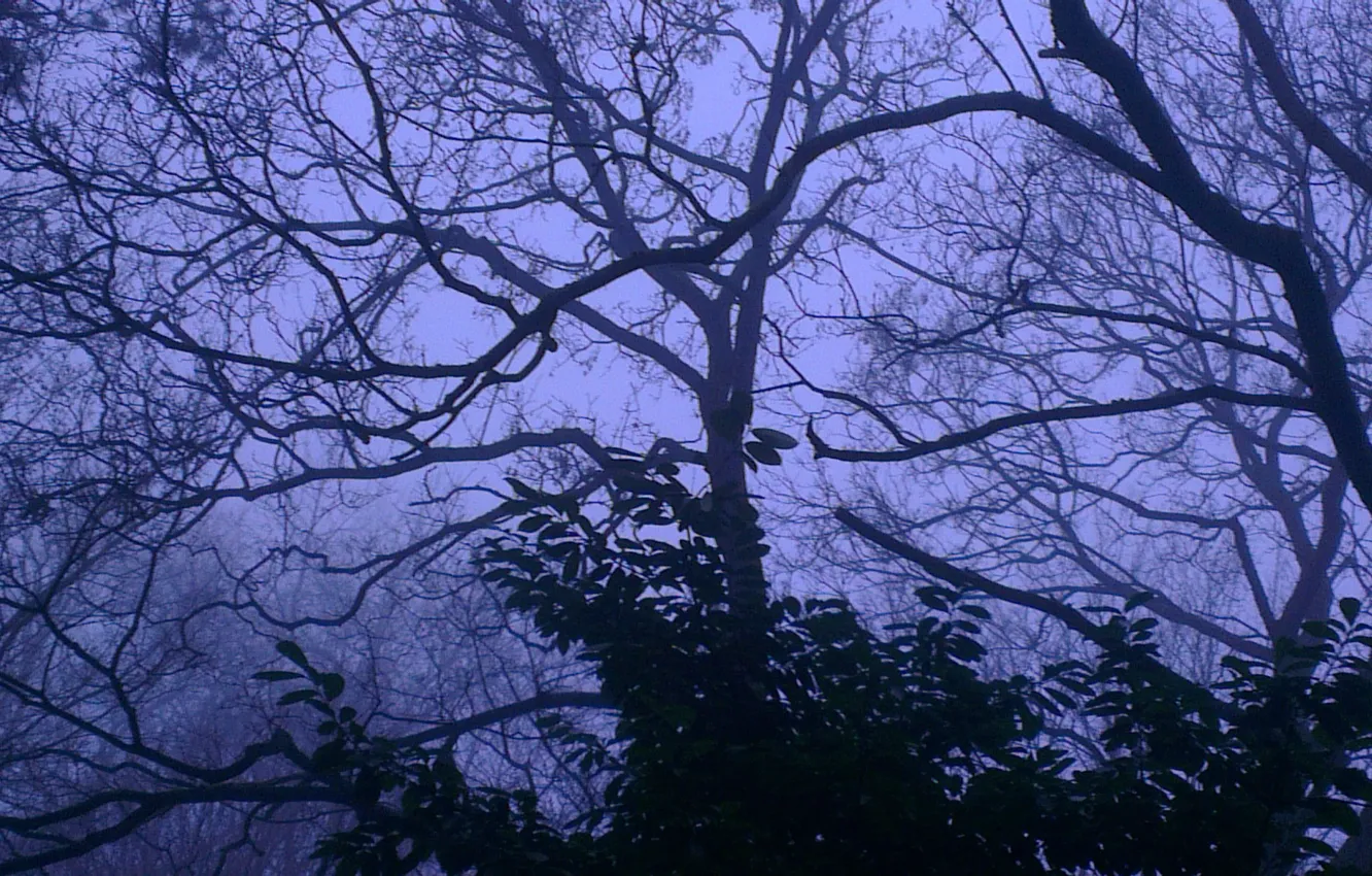 Photo wallpaper forest, the sky, trees, nature