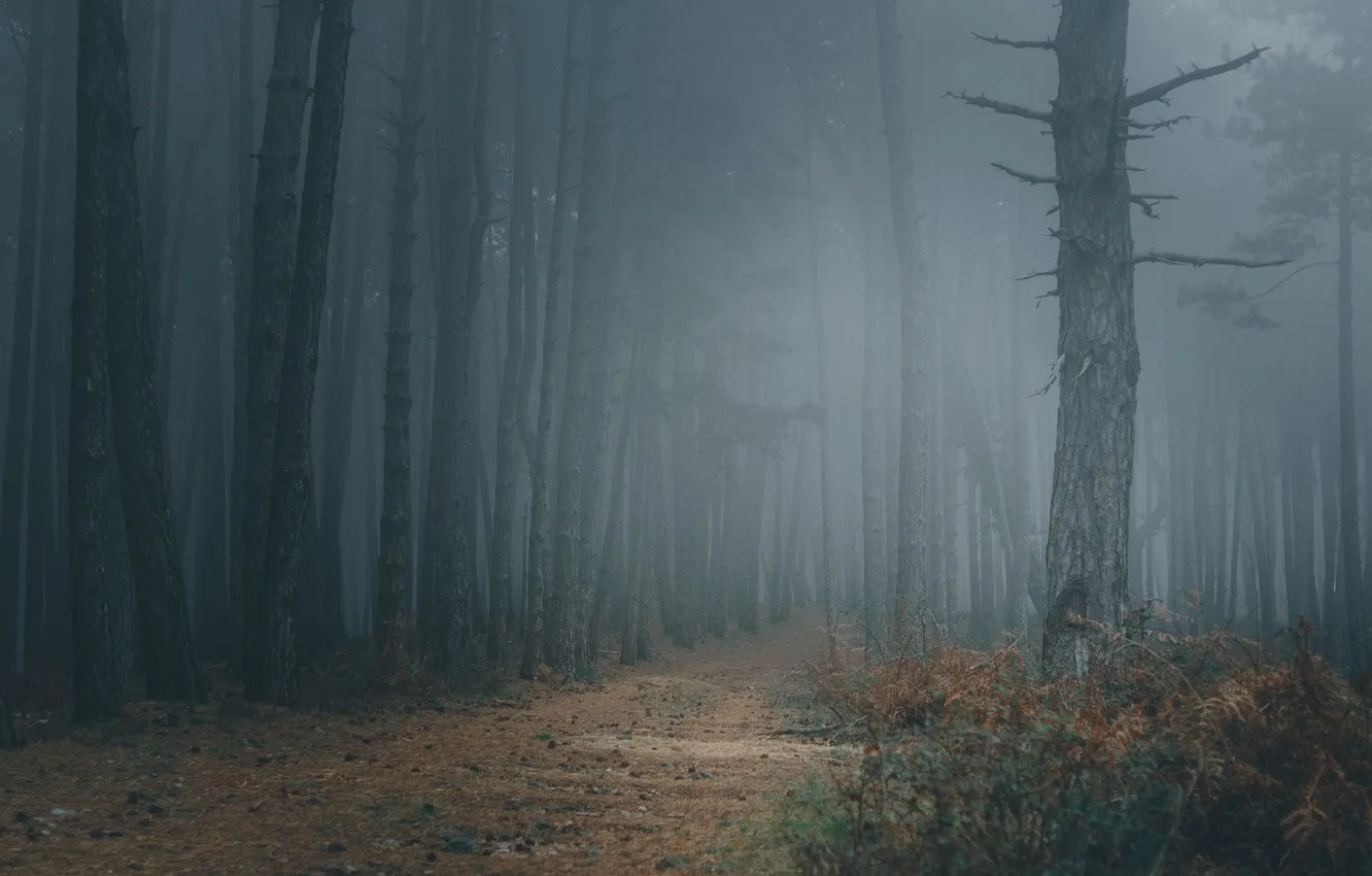 Photo wallpaper forest, trees, landscape, nature, fog, trail, forest, twilight