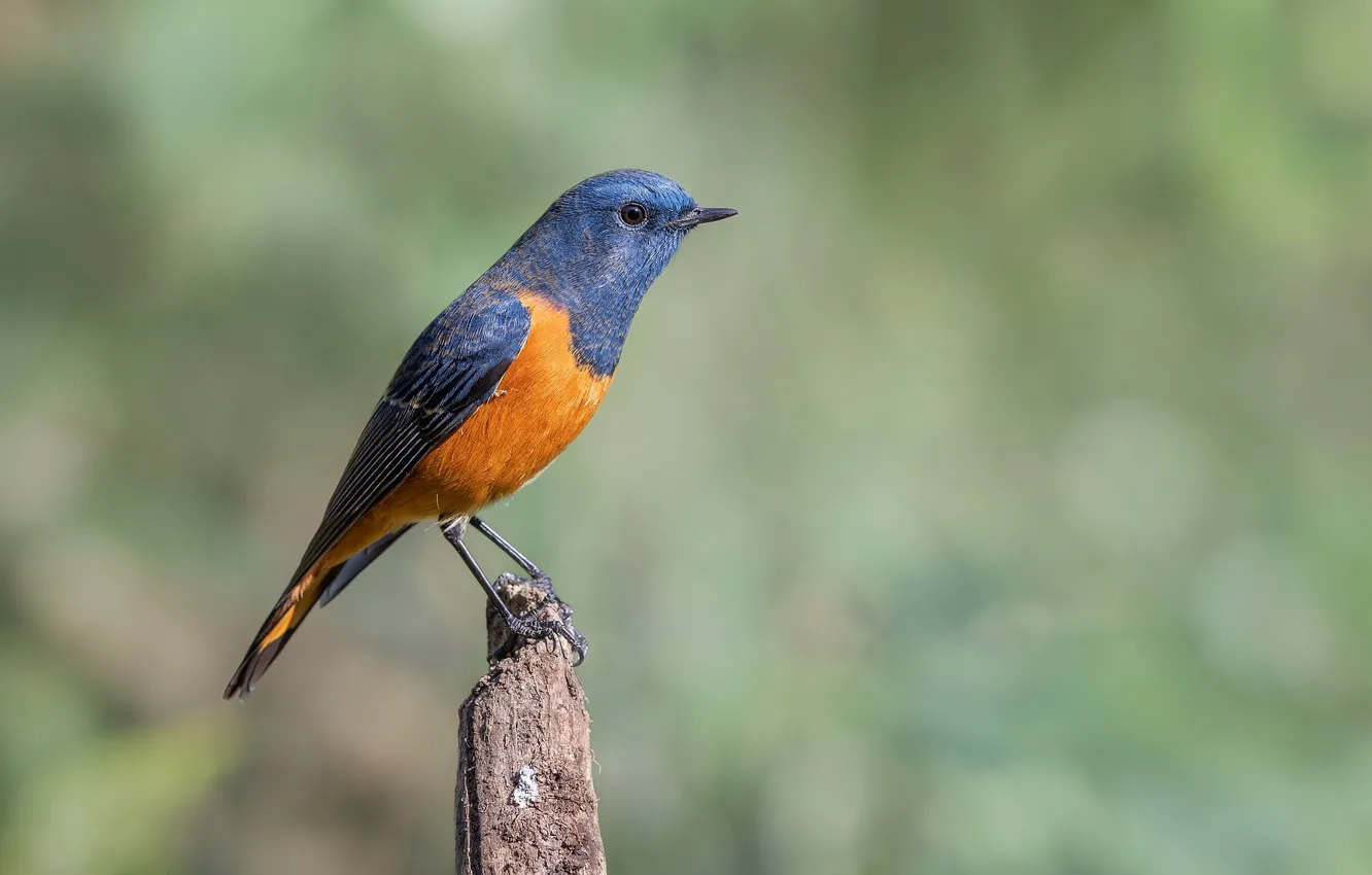 Photo wallpaper bird, bird, Sinaloa Redstart