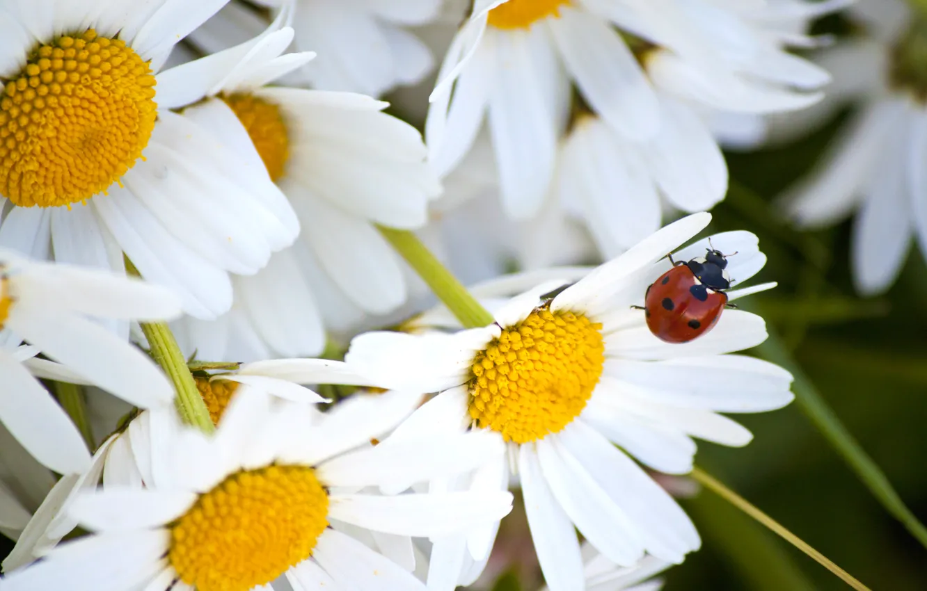 Photo wallpaper summer, macro, ladybug, chamomile, petals, insect