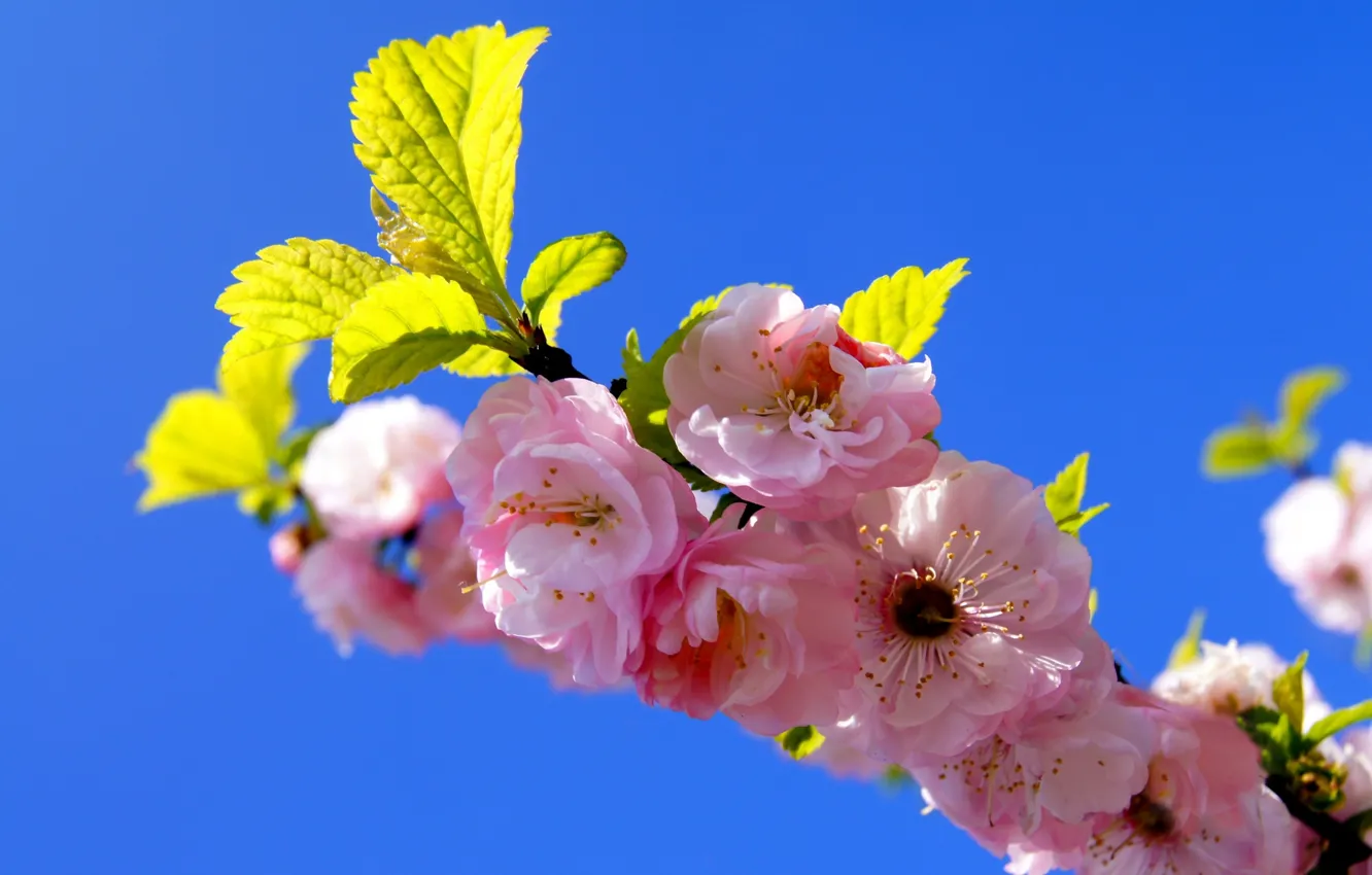 Photo wallpaper the sky, branches, spring, garden, Sakura, flowering