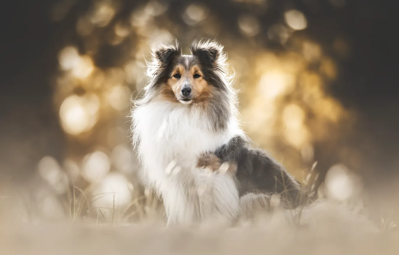 Photo wallpaper look, light, nature, glare, background, glade, dog, puppy