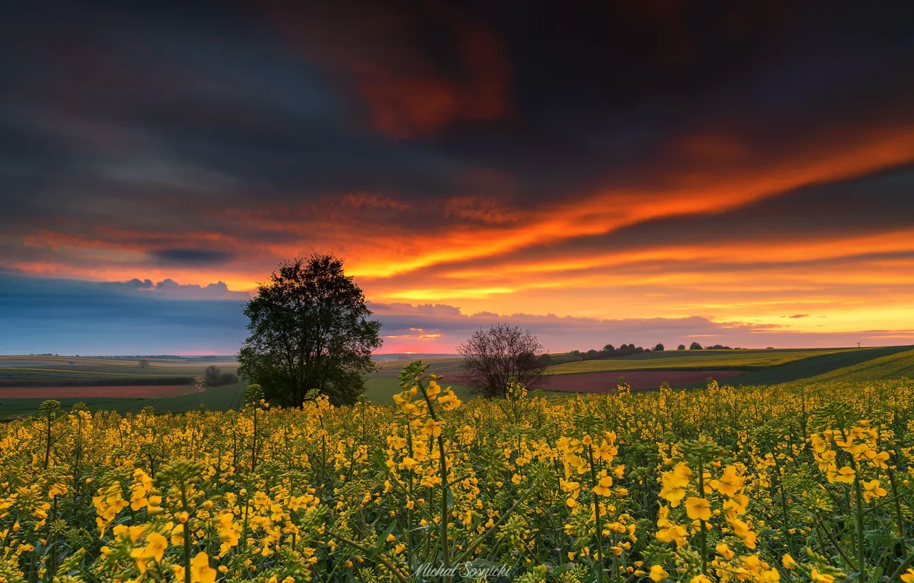 Photo wallpaper field, grass, landscape, nature, dawn, meadow, Poland, in the morning
