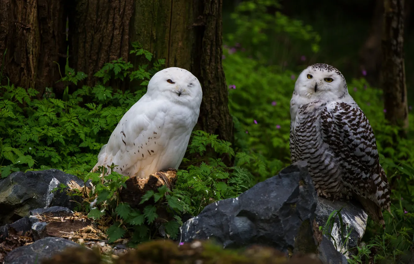 Photo wallpaper forest, white, look, leaves, trees, nature, stones, background