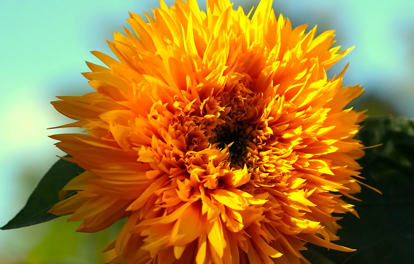 Photo wallpaper macro, sunflowers, flowers, orange, bright, petals, lush, decorative